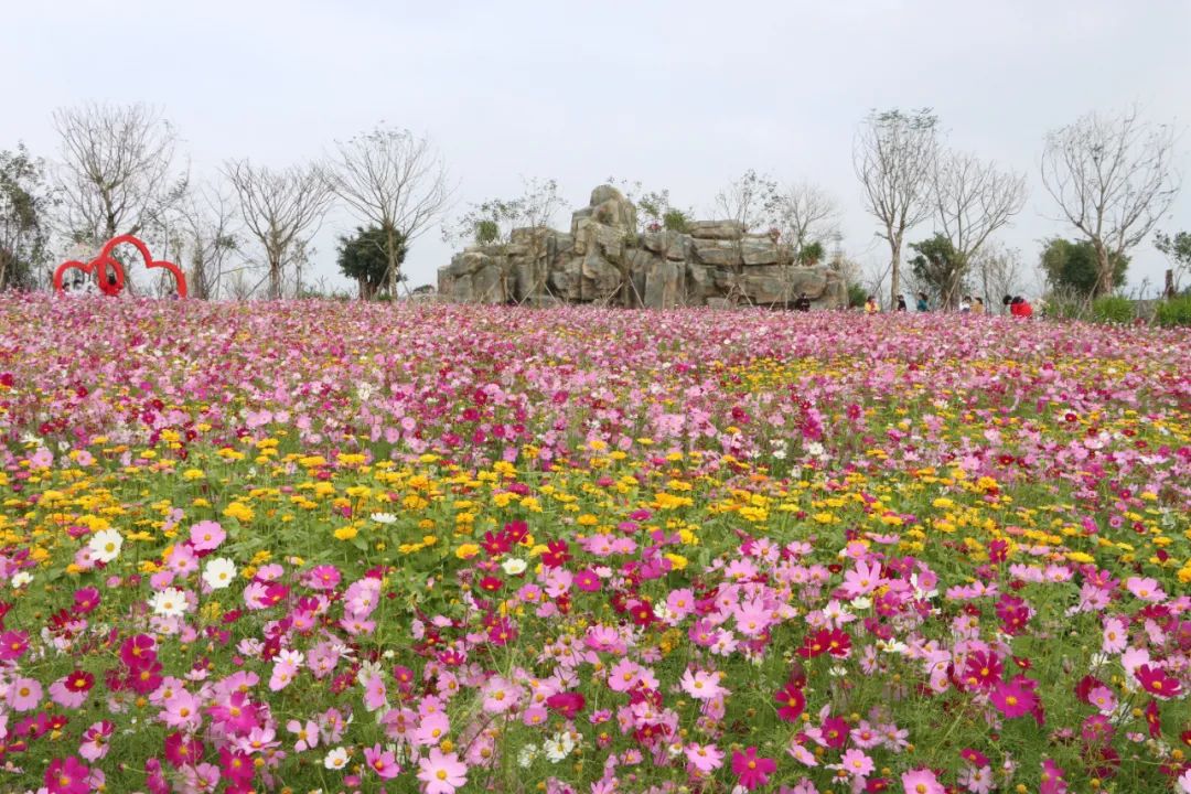 昌江花海景区简介图片