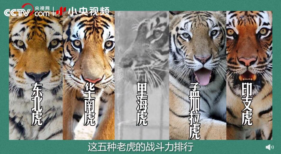 老虎团战斗力排行榜