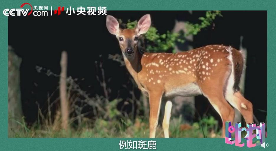 老虎团战斗力排行榜