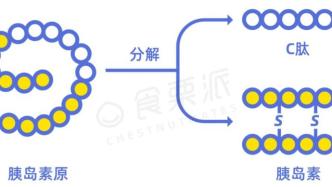 什么是C肽试验？