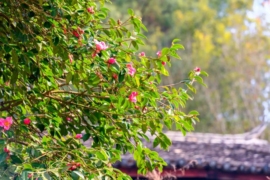 幸福腾冲花开和睦摄影大赛拍了拍你并喊你来晒幸福拿大奖