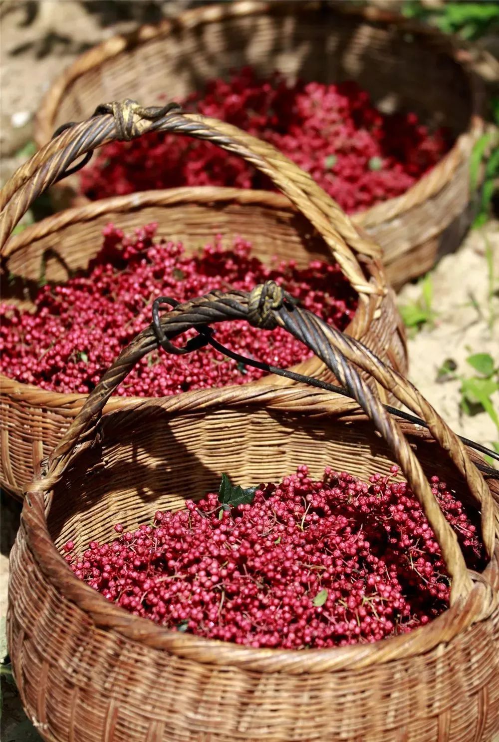 假期倒计时返程行囊装满天水陇南的特产
