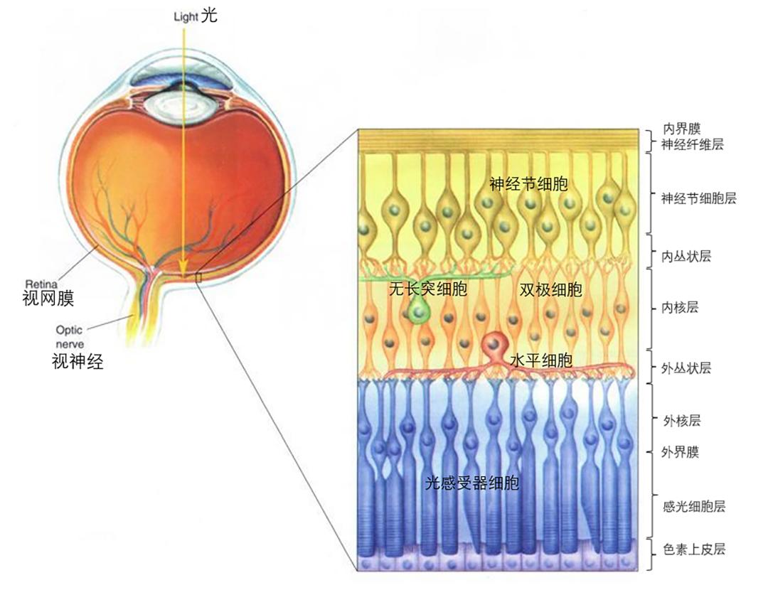 视锥细胞和视杆细胞图片