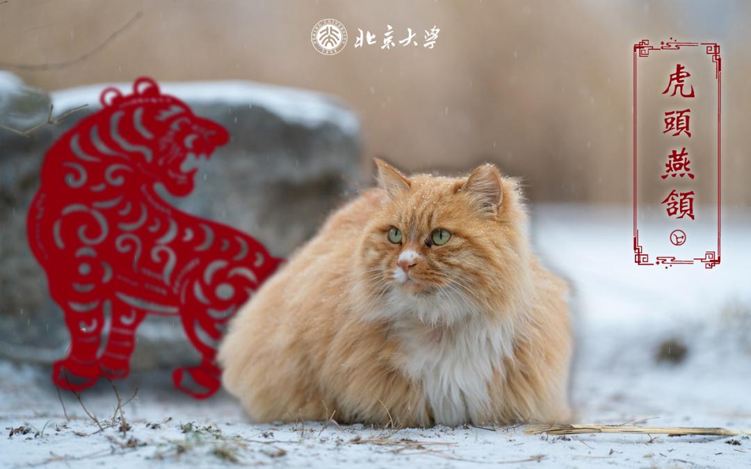 北大猫红包封面壁纸送你虎年开工更有劲