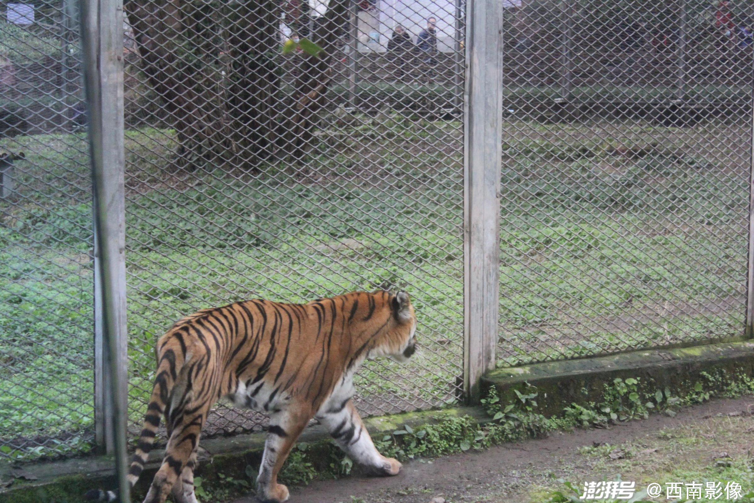 这是一个不会“被老虎吃掉”的野生动物园