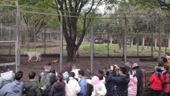 虎年福气，重庆市民、外地游客打卡动物园看老虎、沾“虎气”