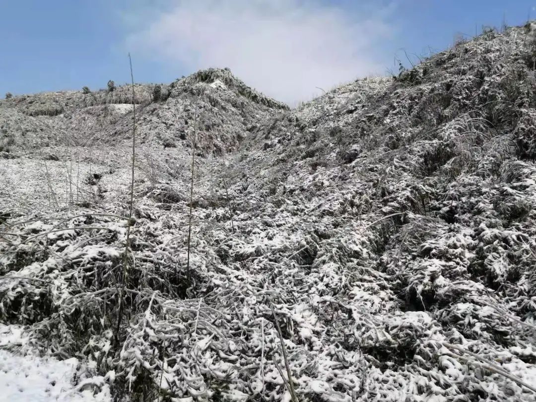 宜宾这些地方都下雪啦!今晚还要下