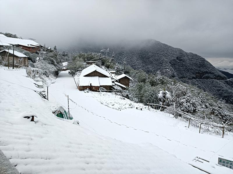 到处都是白茫茫的一片林间,树枝上都堆满了积雪屏山县五指山龙洞坪一