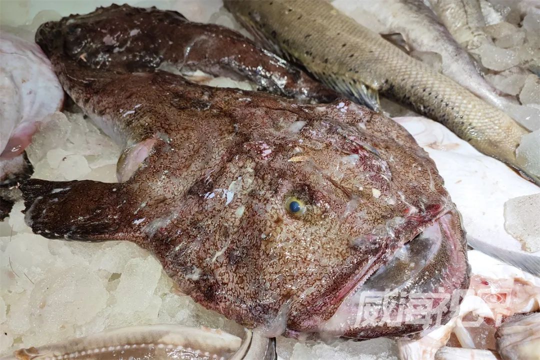 红蟹鱼◎龙利鱼◎梭鱼◎加吉鱼◎银鲳鱼◎金鲳鱼◎黄花鱼中国人过年