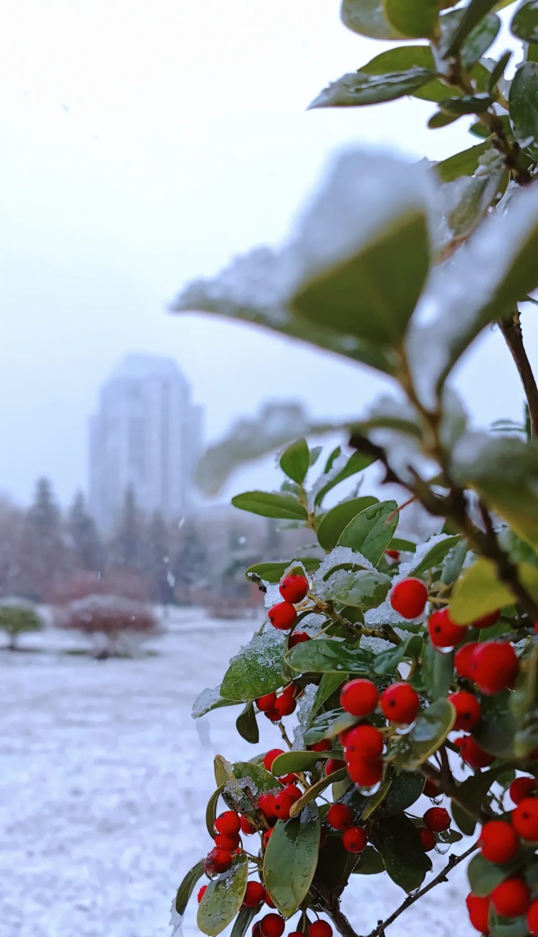 纯白景致是雪花的盛会雪花落在叶子上结了冰上下一白天与云,山与水雪