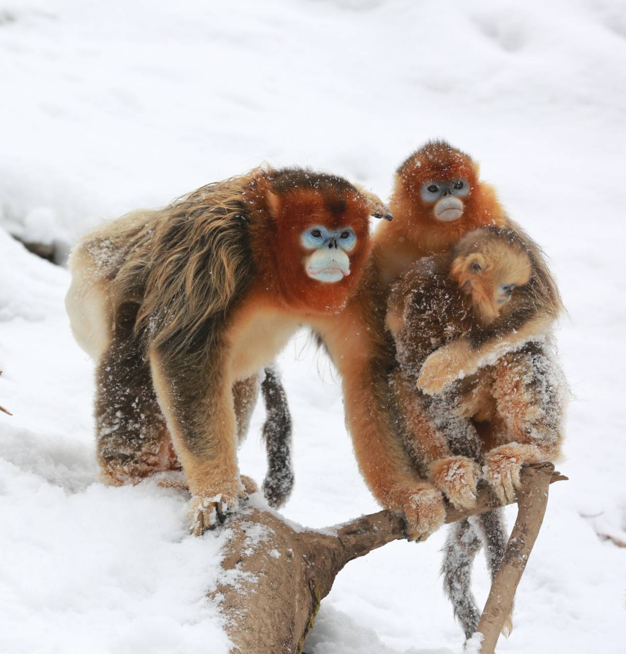 绵阳平武大师兄雪中嬉戏萌态十足惹人爱