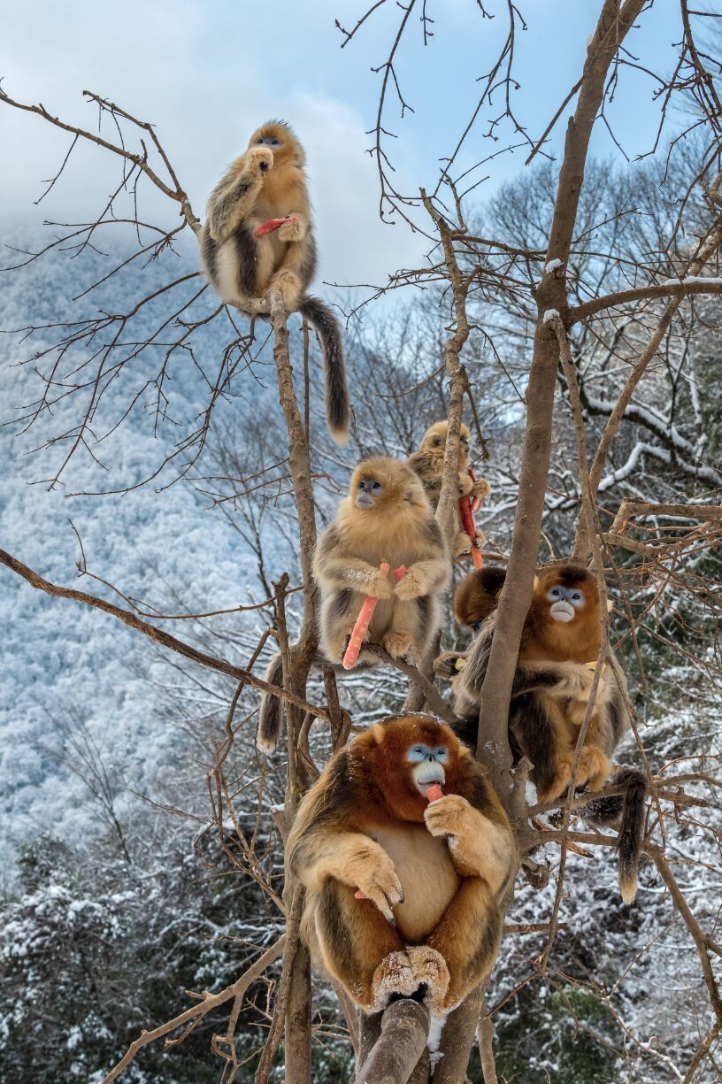 绵阳平武大师兄雪中嬉戏萌态十足惹人爱