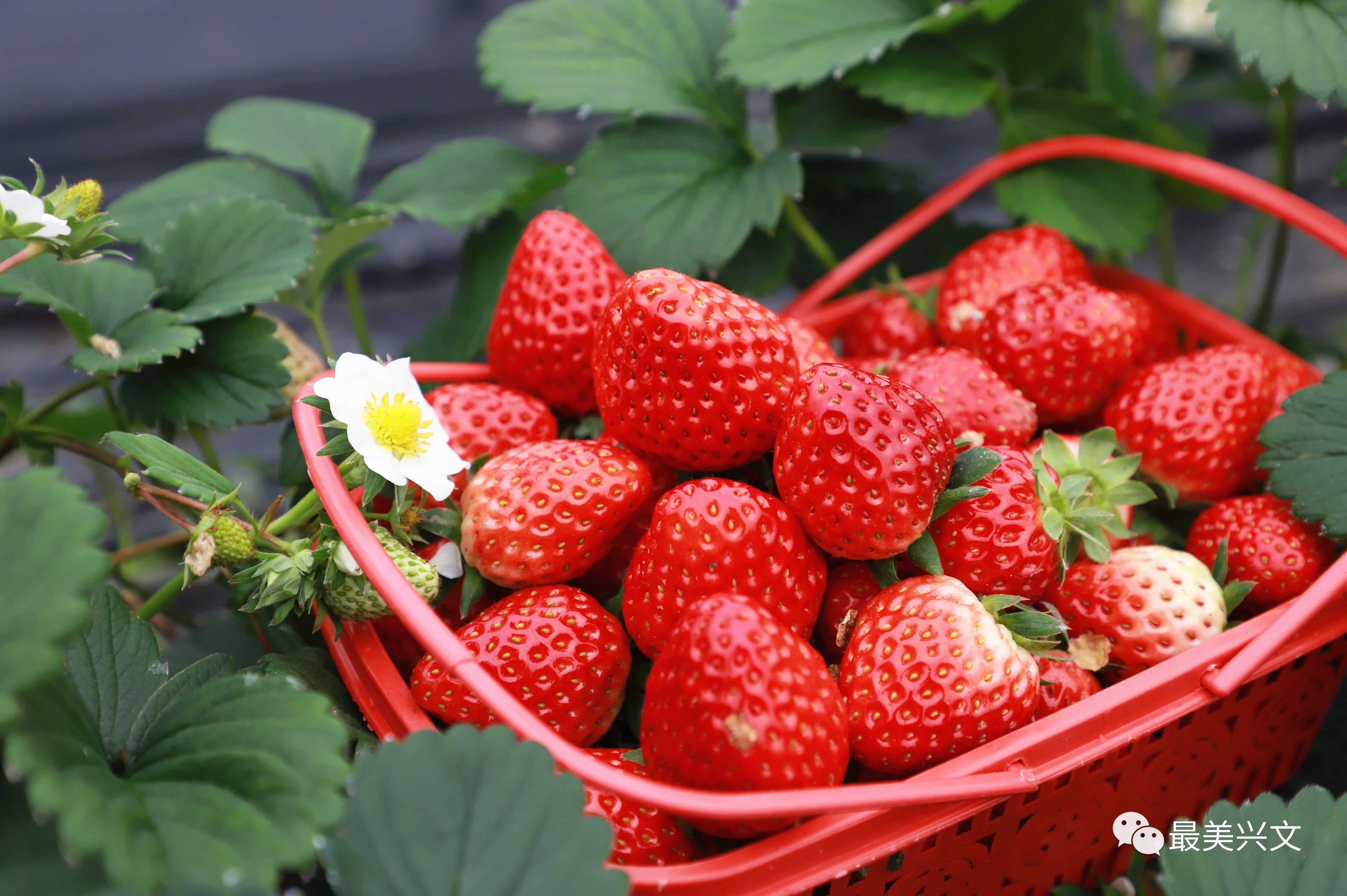 约起宜宾周边水果采摘地图来了摘草莓tao柑儿砍甘蔗