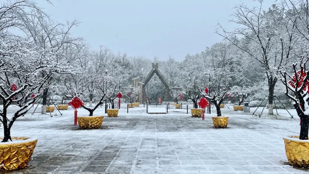 如梦如幻,让人沉迷其中~山顶,树上到处都落满了雪花邱城遗址公园同样