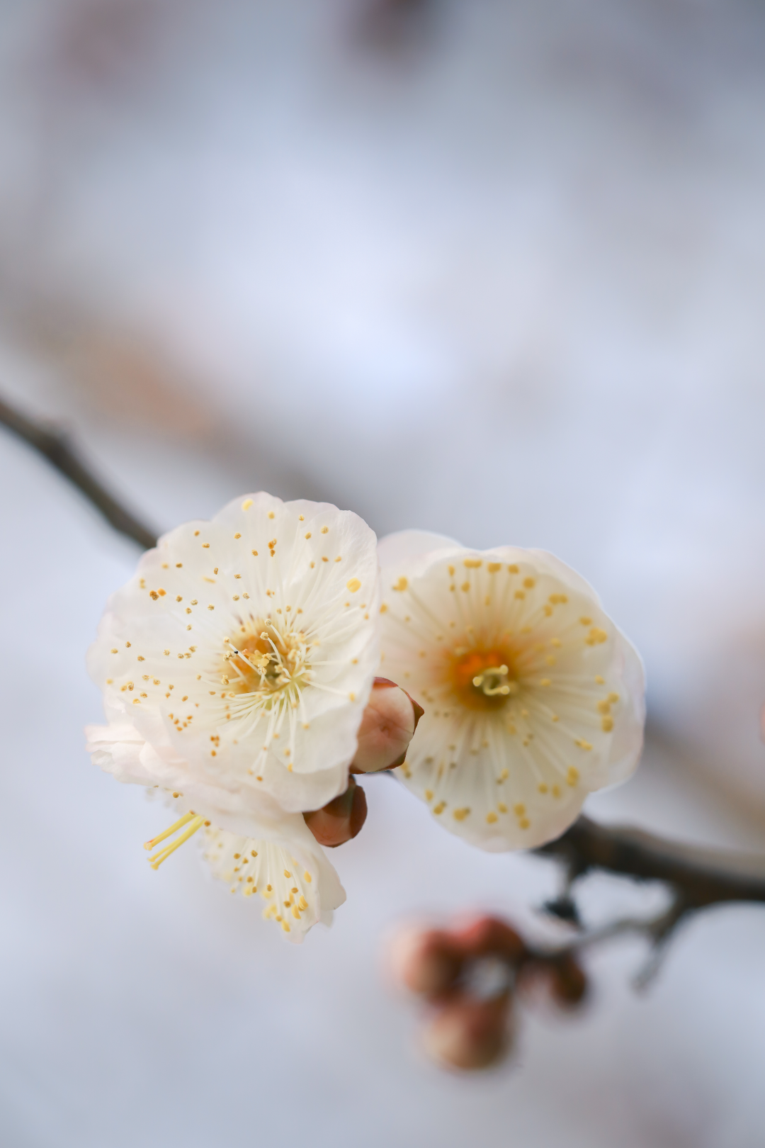 最漂亮的梅花照图片