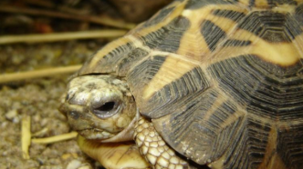 马达加斯加蛛网龟：急需保护和研究！| 绿会生物多样性科普小课堂