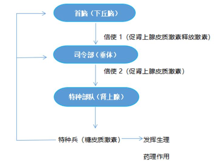 糖皮质激素为何要早晨服用