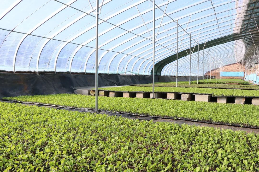 人勤春来早大棚育苗忙