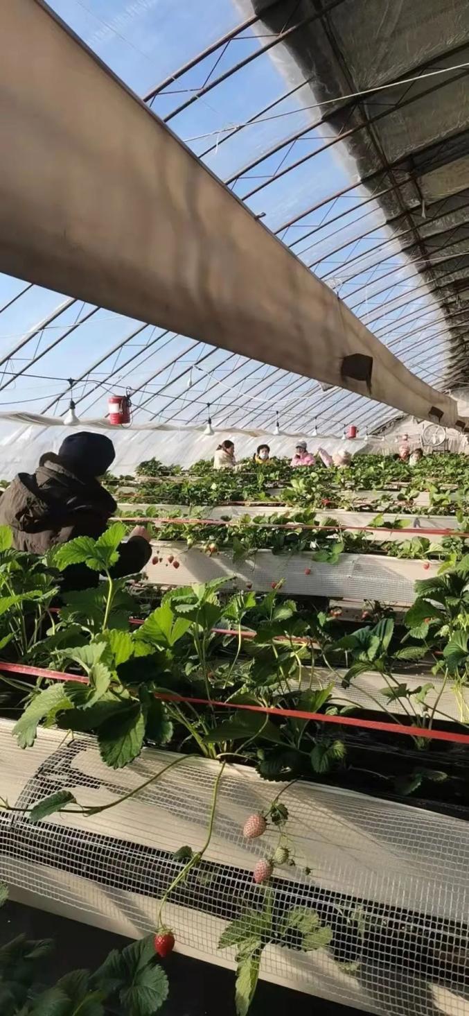 媒体报道加北乡五一村草莓大棚采摘忙棚室经济富农家