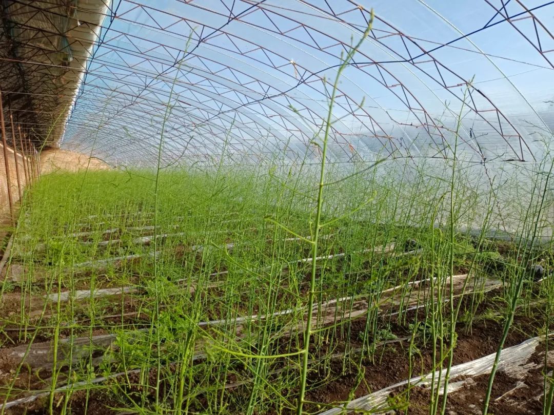 曹县芦笋种植面积图片