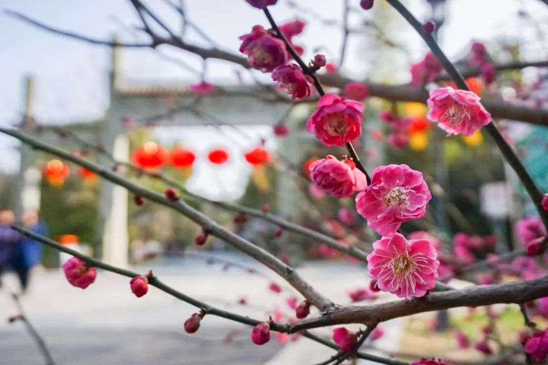 湖州一大波梅花正在盛放赏花地图请收好