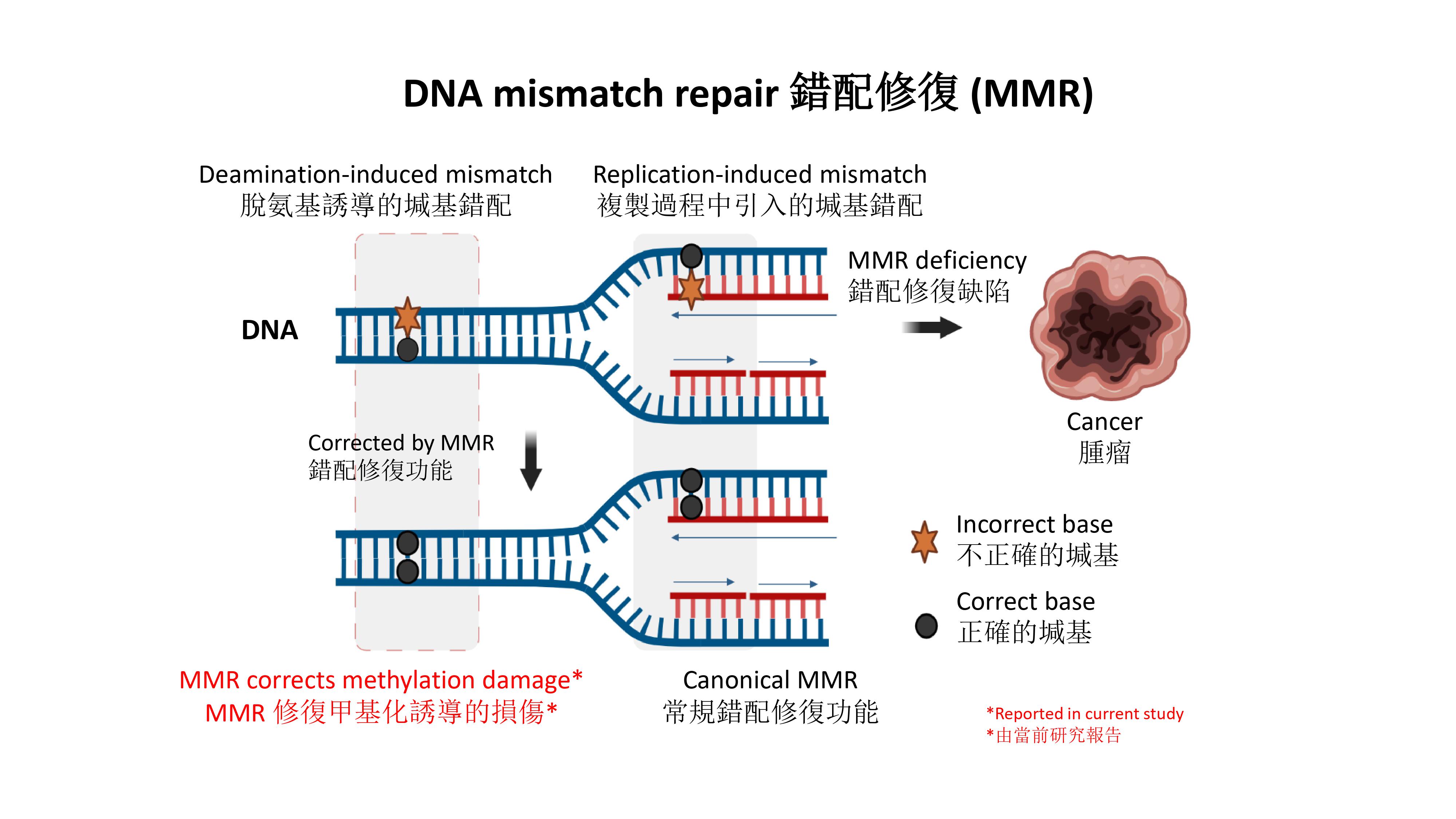 的研究团队发现人体基因中脱氧核糖核酸(dna)错配修复机制(mismatch