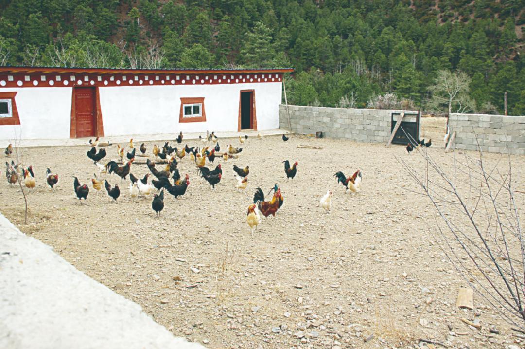 乡城藏鸡啄开致富路