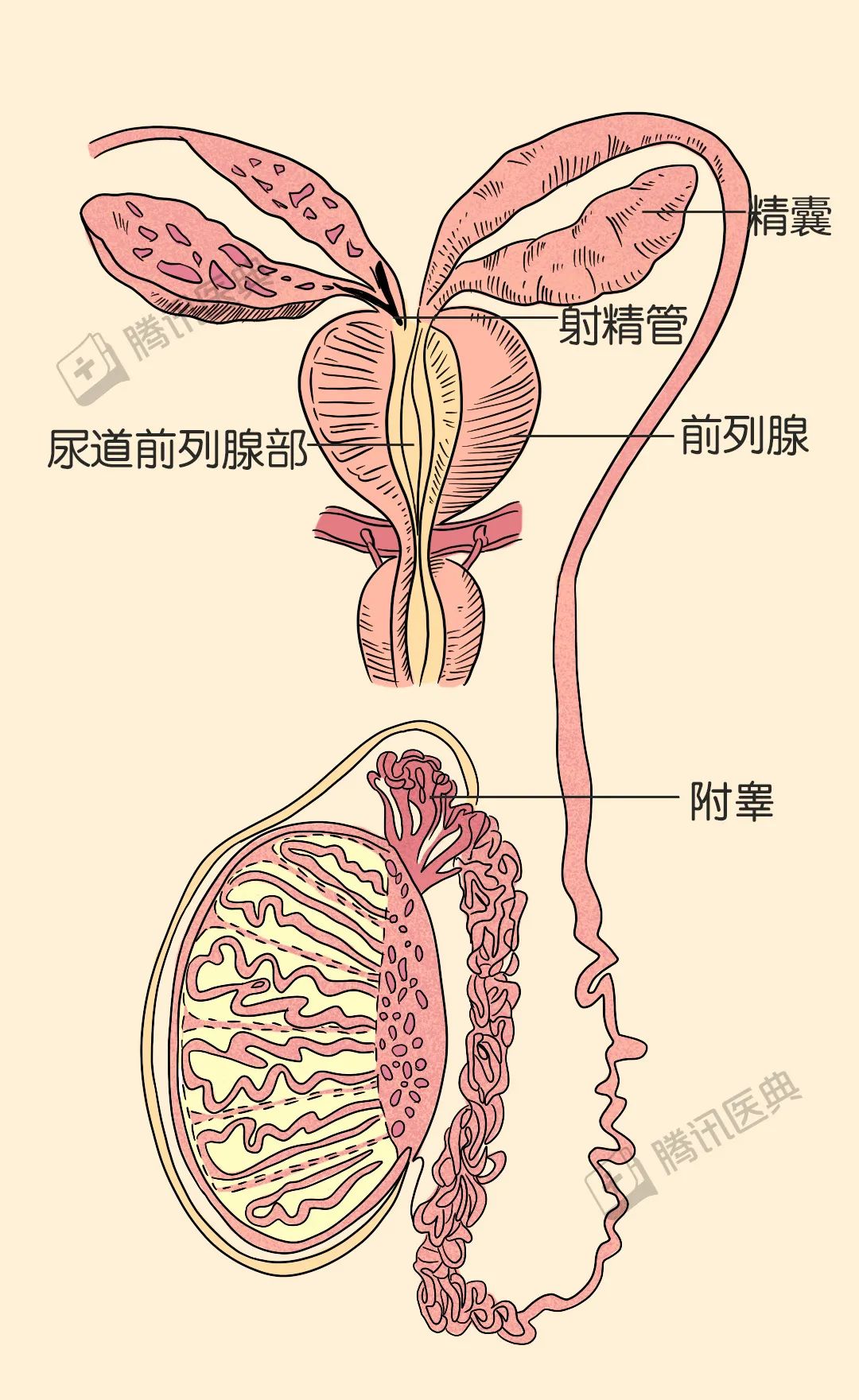 产生精子的器官图片