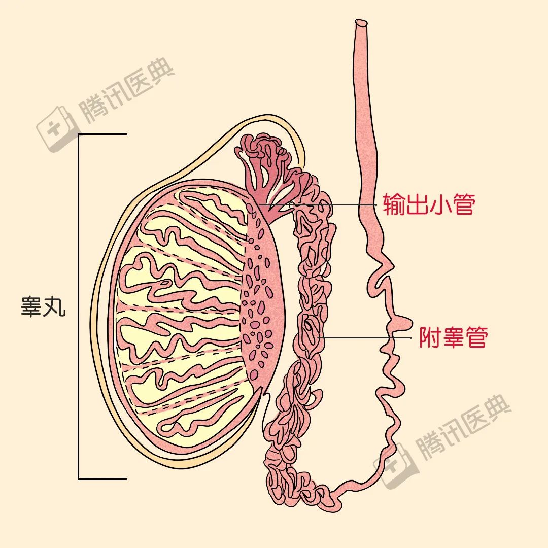 体,尾由附睾管构成输出小管位于头部附睾有头,体,尾三部分1