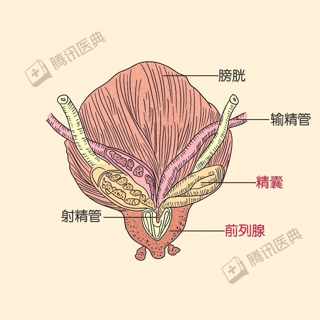 浆而光有充满活力的精子,还不够加工完毕的精子,即将进入输精管严重时