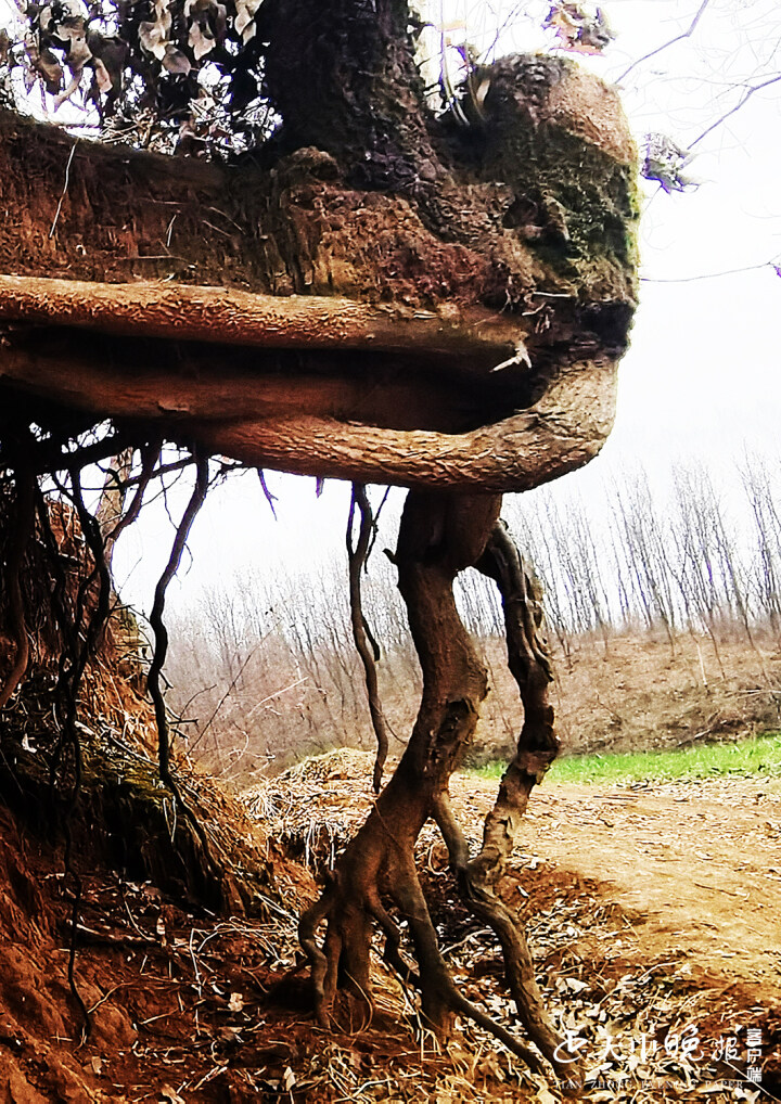大自然的鬼斧神工这树根要成精了