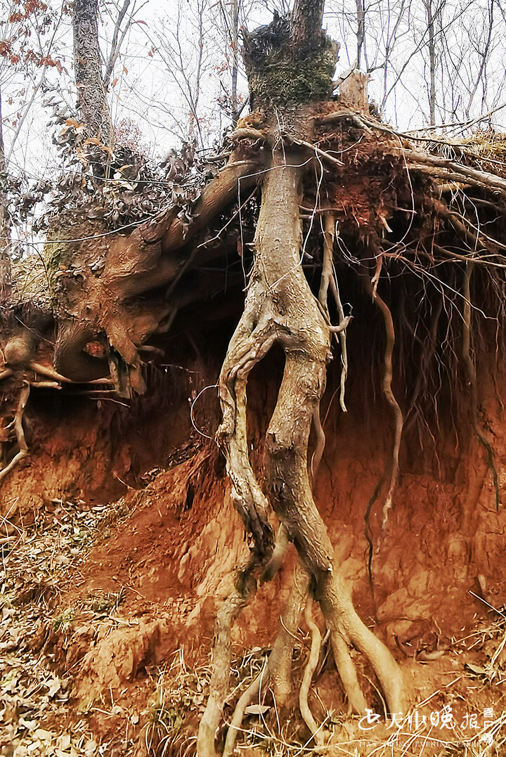 大自然的鬼斧神工,这树根要成精了!