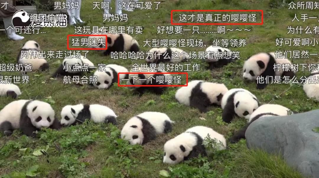 熊猫是日本人诱捕器吗