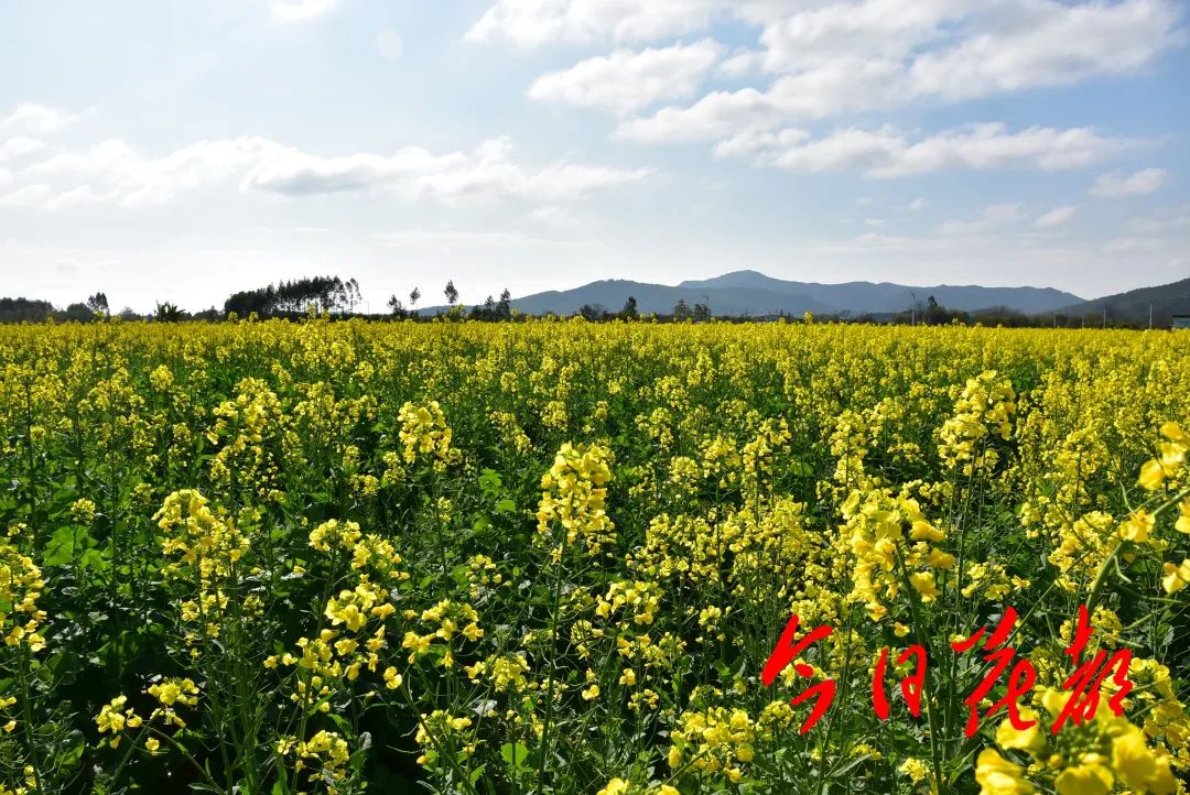 油菜花競相綻放在赤坭鎮藍田村石灣頭村九曲河邊上最近藍田村2022-02