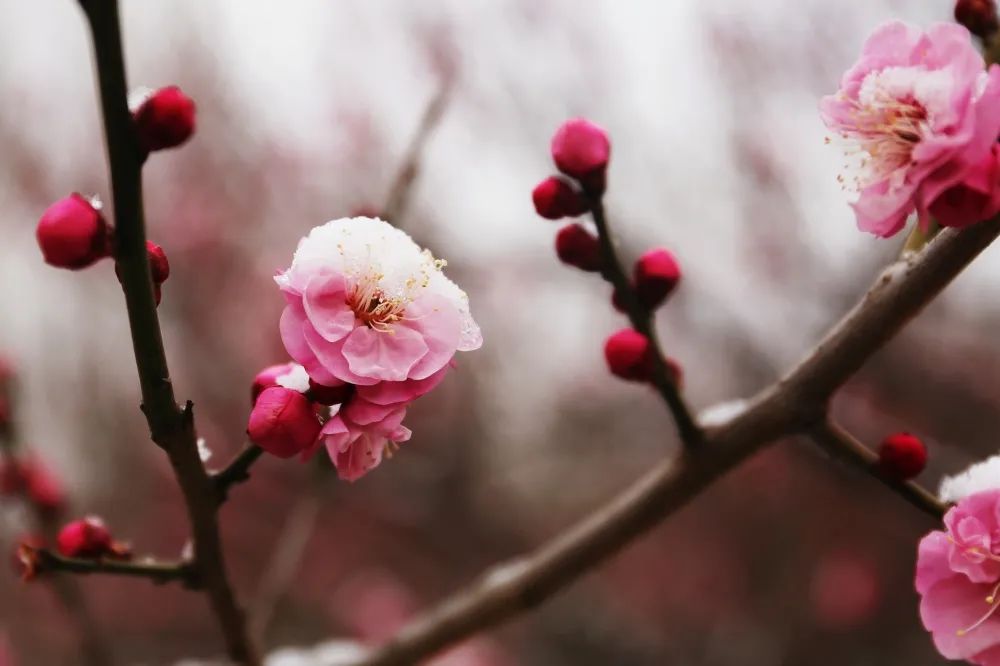 梅恋雪花冰清玉洁,雪爱梅花