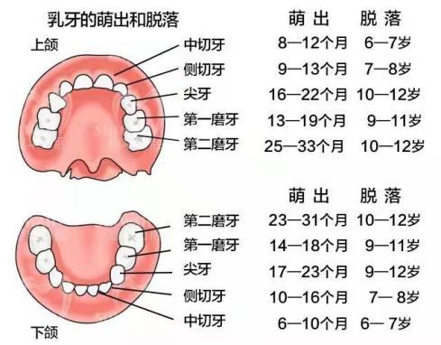 换牙时间存在个体的差异性如果小孩的乳牙萌出时间比较早,则恒牙也会