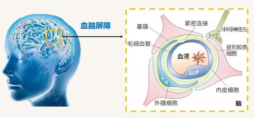 气血屏障结构图图片