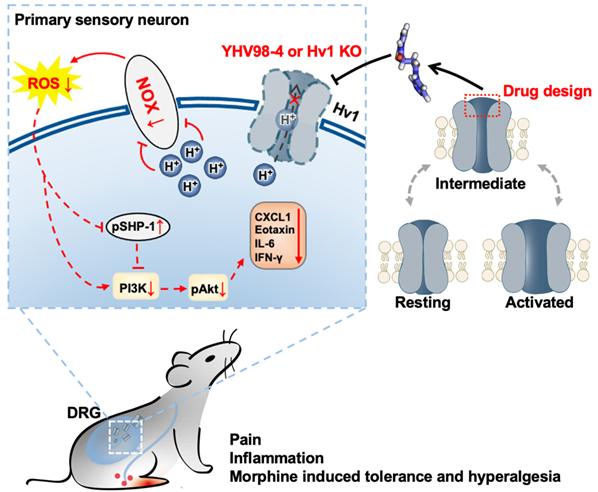 研究人员利用新的抑制剂,hv1ko小鼠以及aav病毒介导的背根神经节感觉