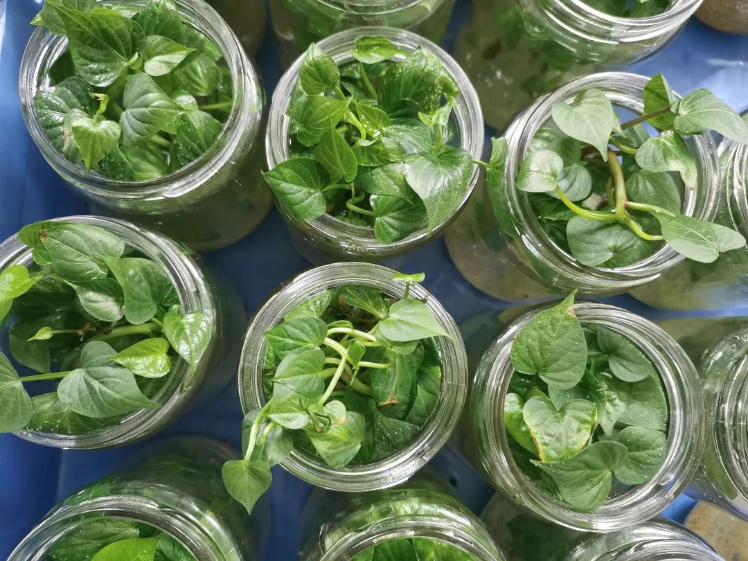 新春走基层丨白石岩乡培育脱毒苗促进红芯红薯提质增效