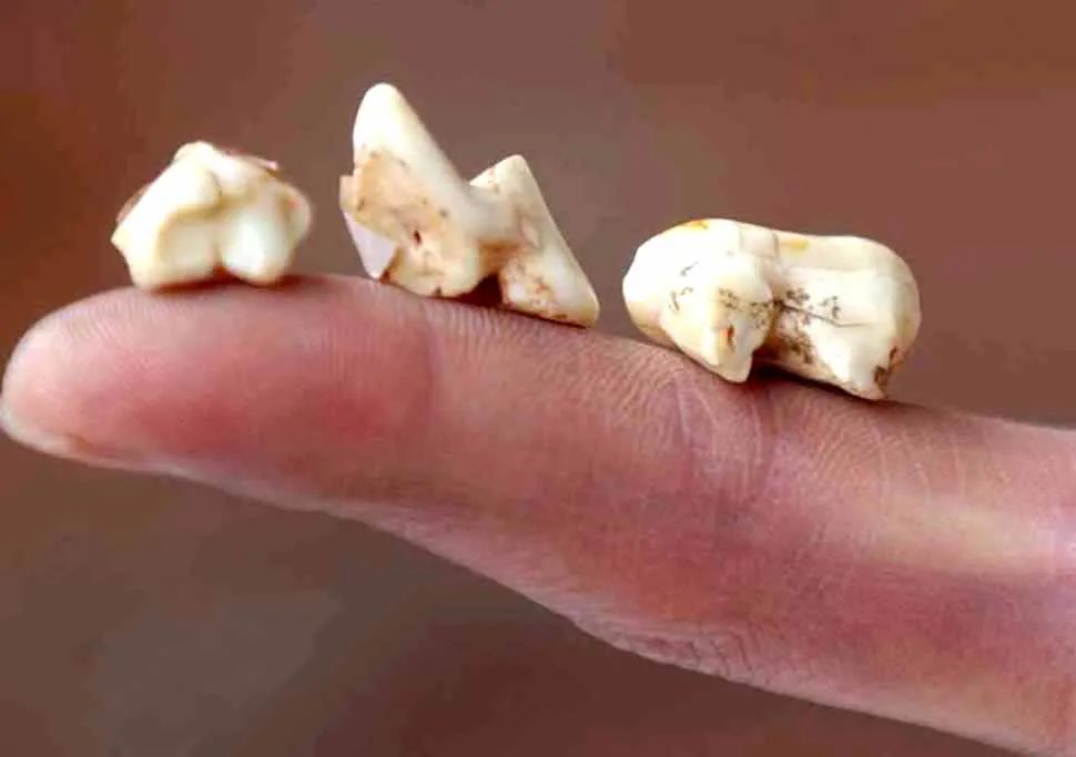 广西资源县资江河朝天洞考古挖掘出土的大熊猫残破下颌骨化石