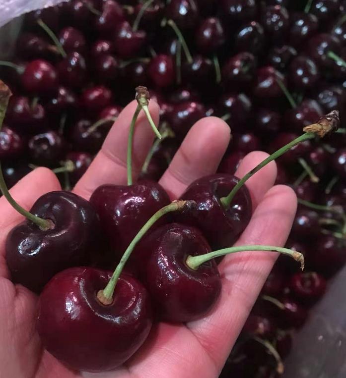 拉宾斯3j加大,纯冰3j 智利进口车厘子!