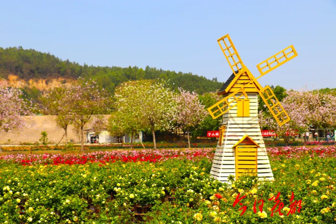 来花都,带你"走花路"!10条绝美赏花线路请收好