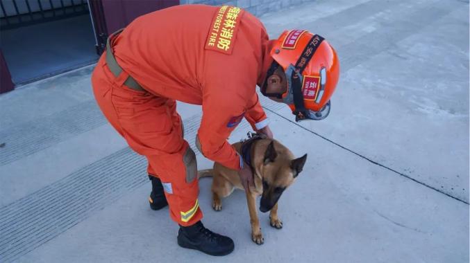 搜救犬丨無聲的戰士消防員的好搭檔