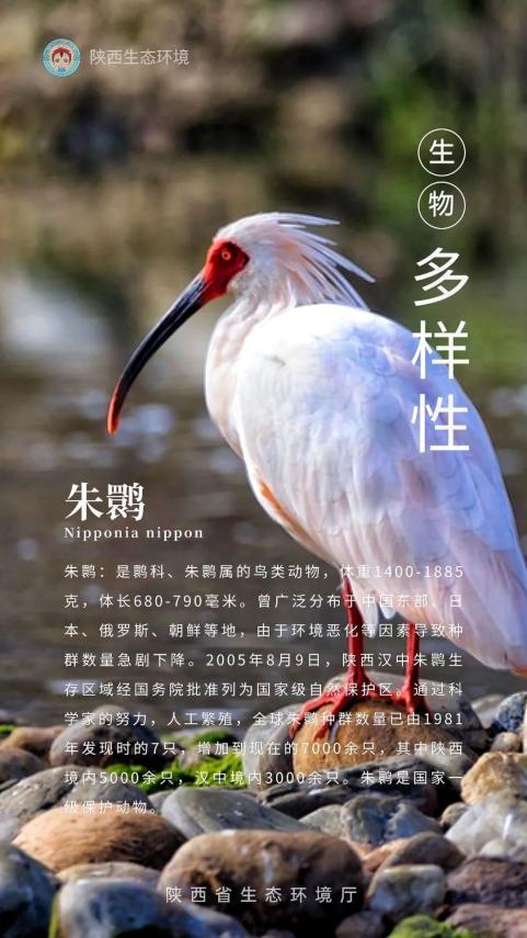 保護生物多樣性系列海報三丨人與自然和諧共生攜手共建美好家園