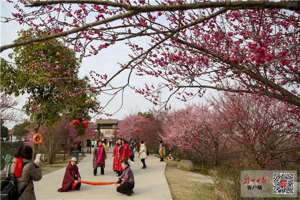 2月20日,走进荆州区八岭山镇乡村游打卡点恒荣梅园,道路两旁车水马龙