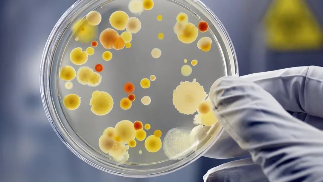 研究揭示毁灭性的耐药细菌:脓肿分枝杆菌