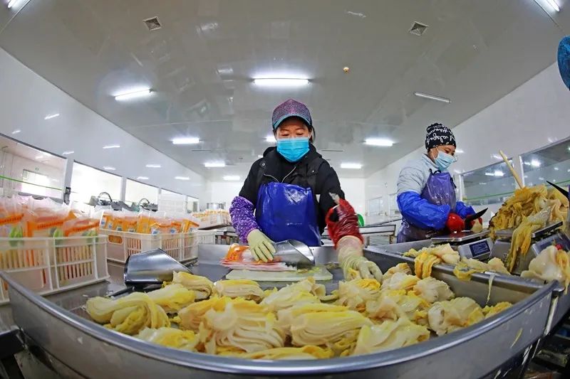 河北滦南蔬菜深加工助农增收