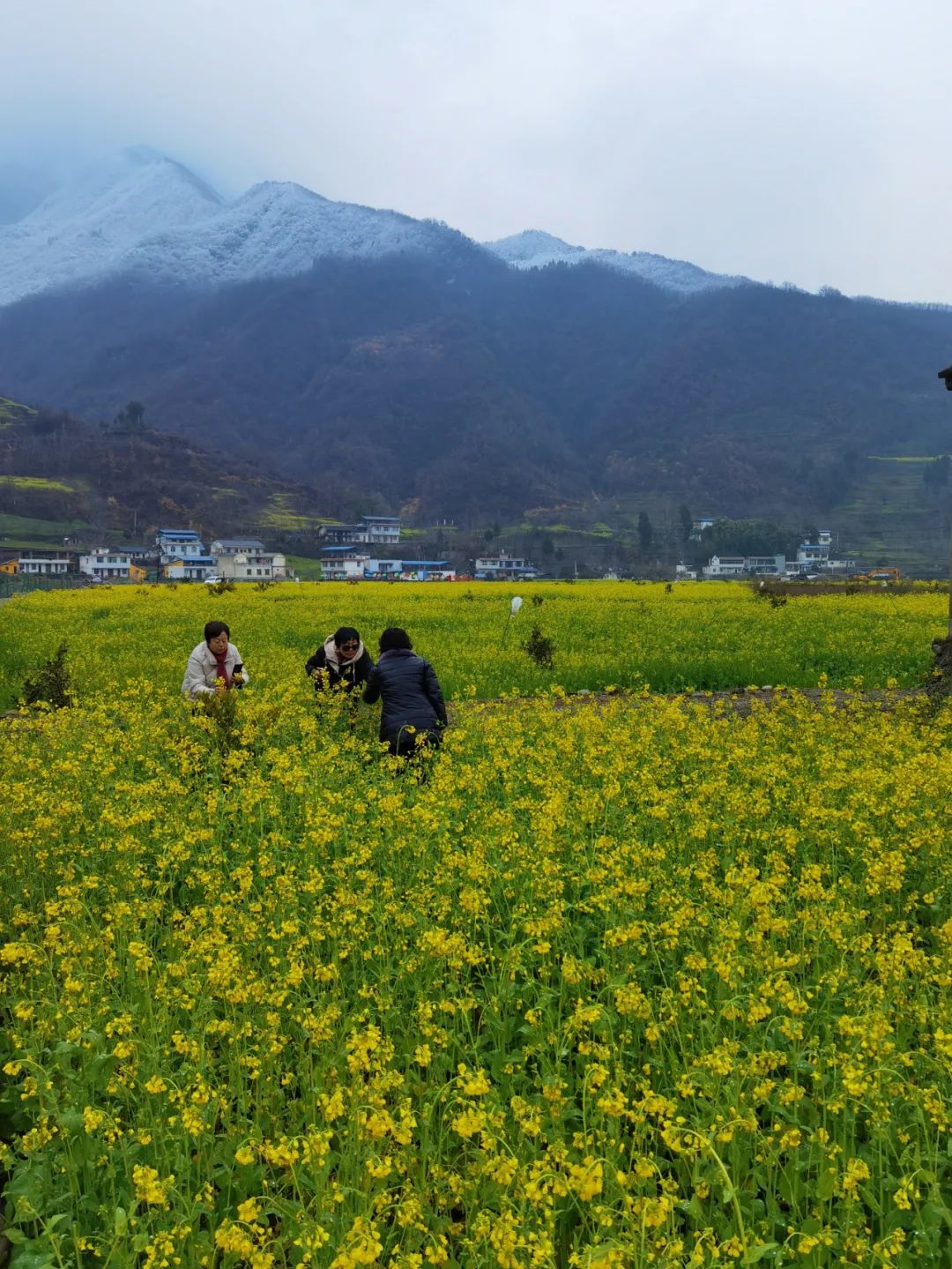 环西部火车游油菜花开快来打卡