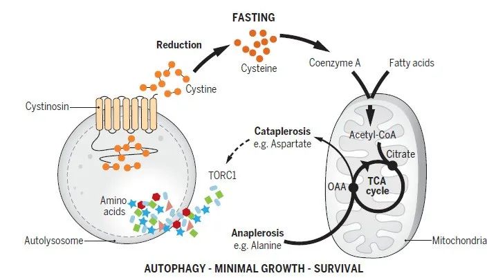 學術前沿science溶酶體胱氨酸騰挪協調機體渡過斷食