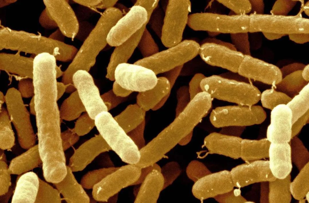 阪崎肠杆菌(克罗诺杆菌属)因产生黄色素,最初被称为"黄色阴沟肠杆菌"